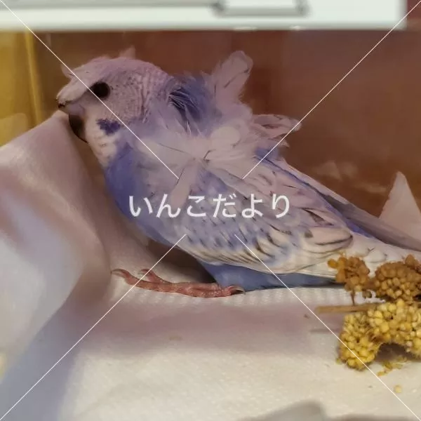 コメントの画像