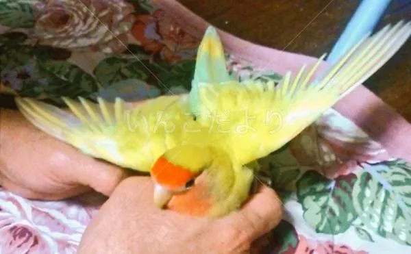 コメントの画像