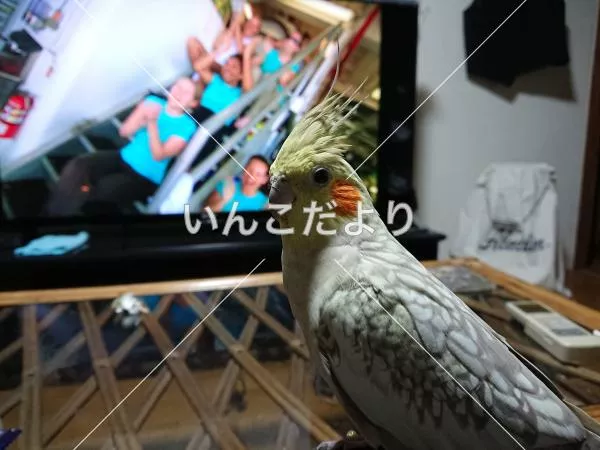 コメントの画像