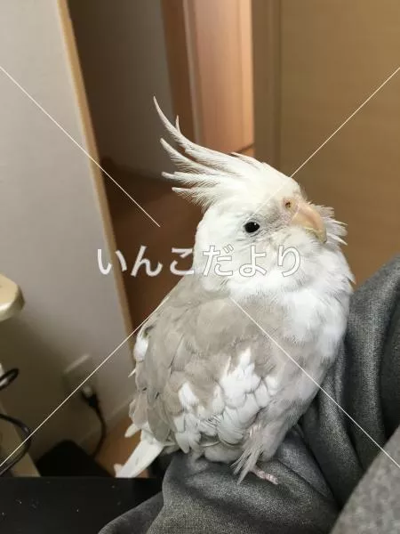 コメントの画像