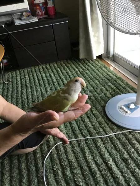 コメントの画像