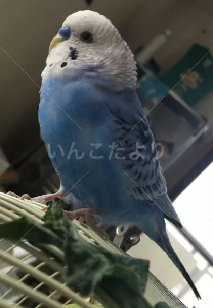 コメントの画像