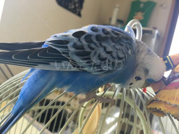 コメントの画像