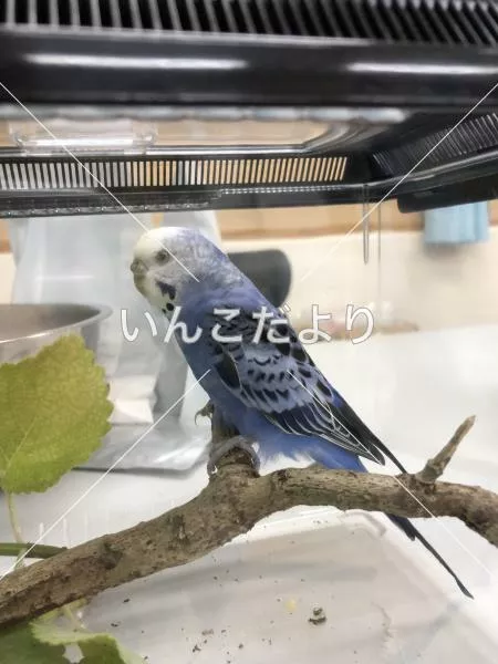 コメントの画像