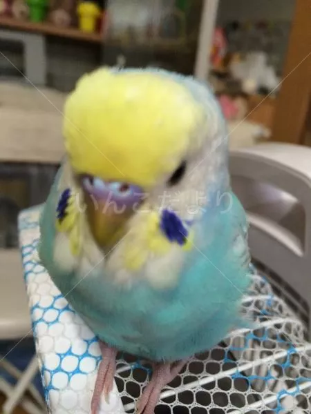 コメントの画像