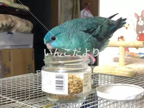 コメントの画像