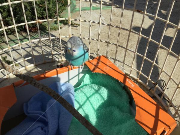 コメントの画像