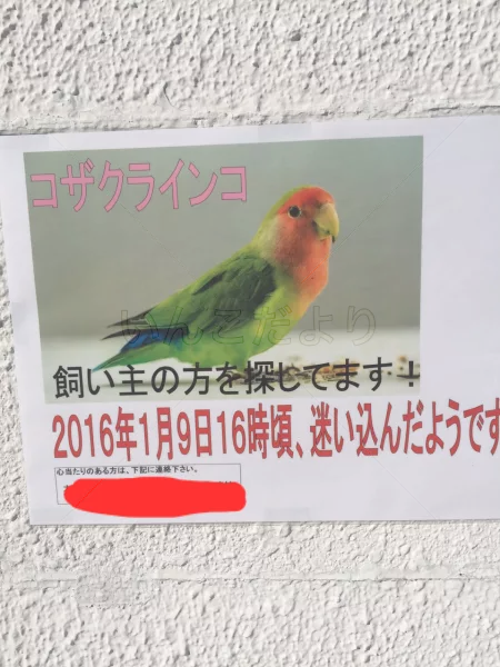 コメントの画像