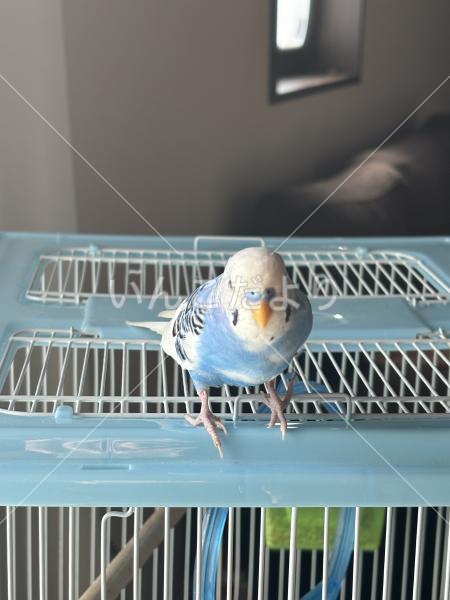 コメントの画像
