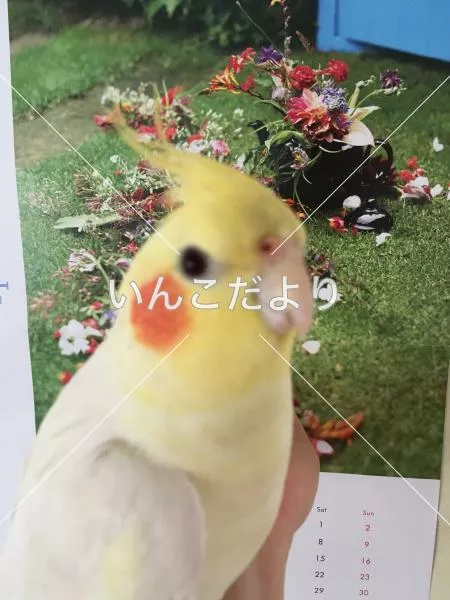 コメントの画像