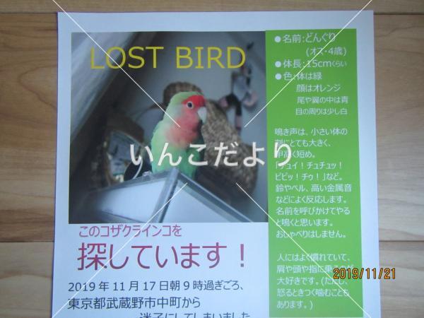 コメントの画像