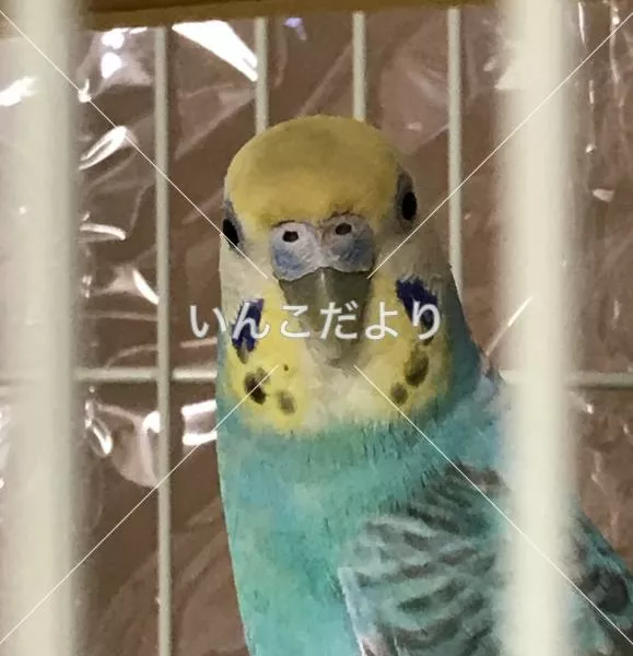 コメントの画像