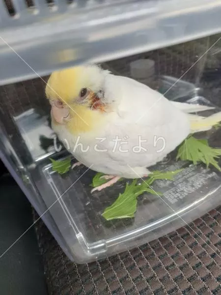 コメントの画像