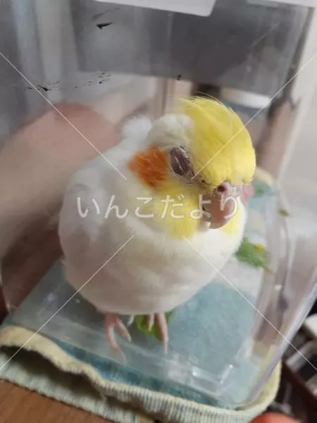 コメントの画像