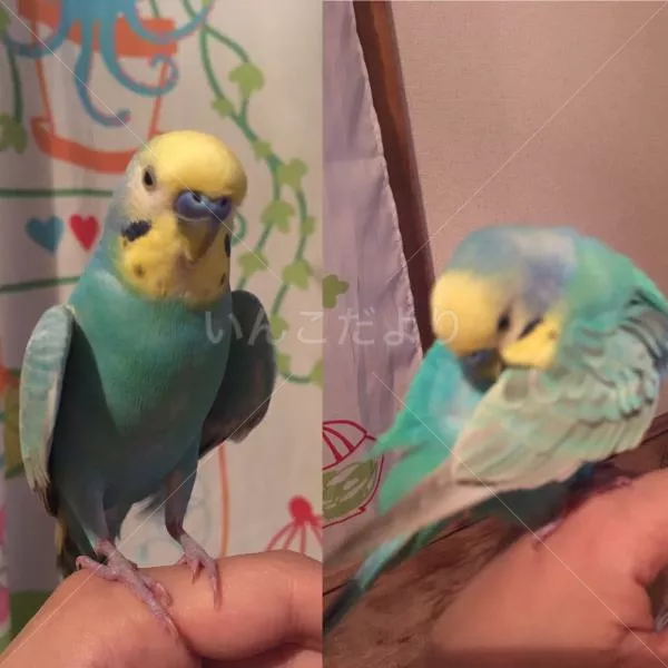 コメントの画像