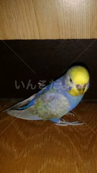 コメントの画像