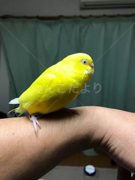 コメントの画像