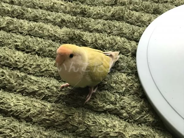 コメントの画像