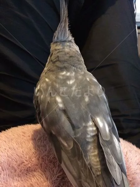 コメントの画像