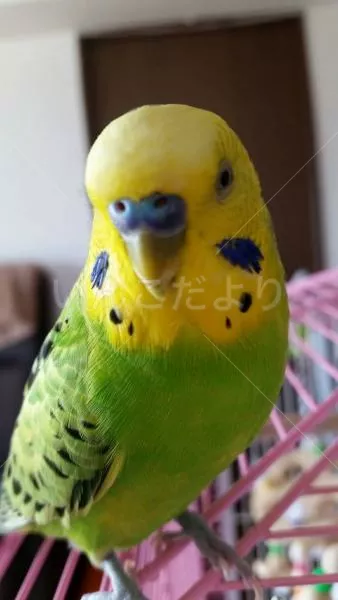 コメントの画像