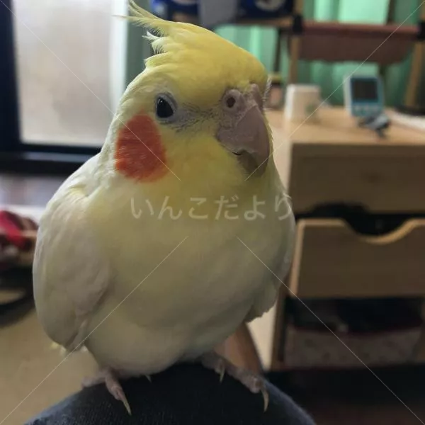 コメントの画像