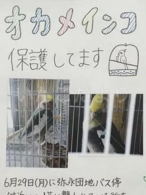 コメントの画像