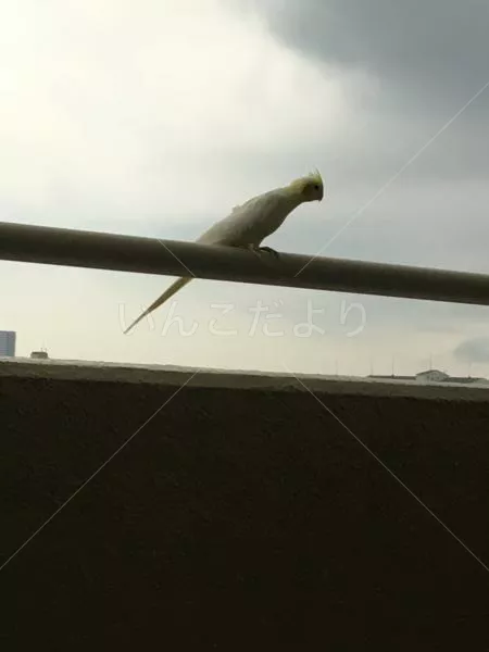 コメントの画像