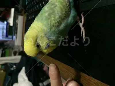 コメントの画像