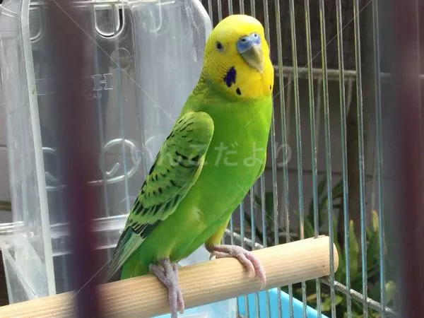 コメントの画像