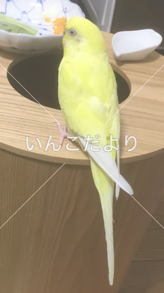 コメントの画像