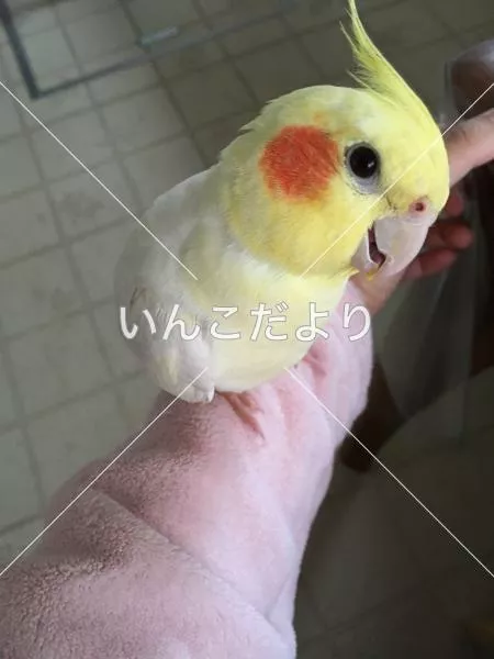 コメントの画像