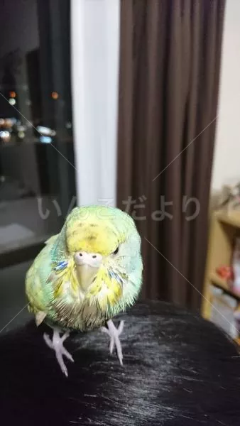 コメントの画像