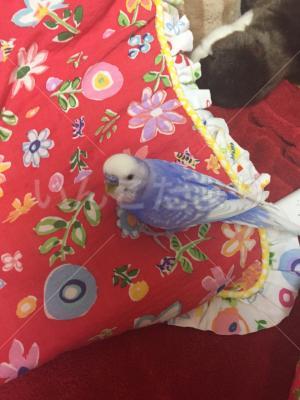コメントの画像