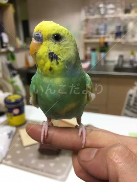 コメントの画像