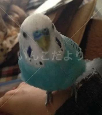 コメントの画像