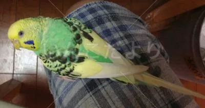 コメントの画像