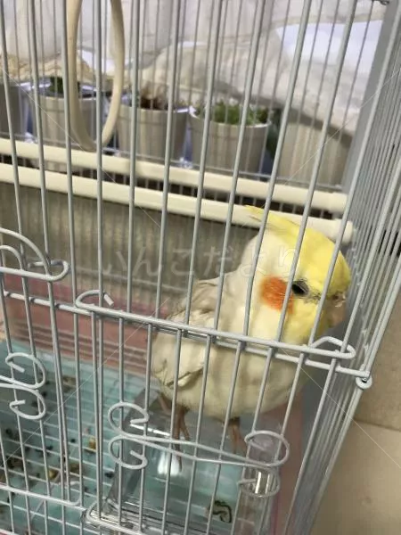 コメントの画像