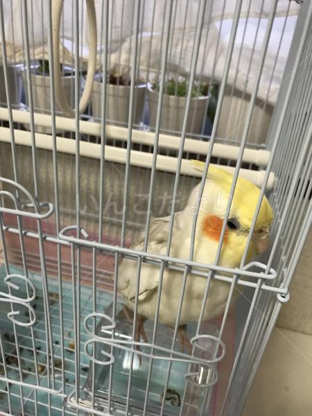 コメントの画像