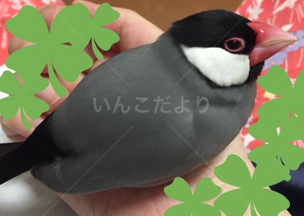 コメントの画像