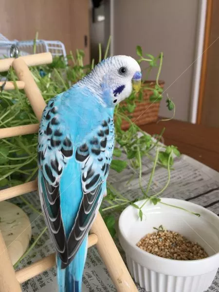 コメントの画像