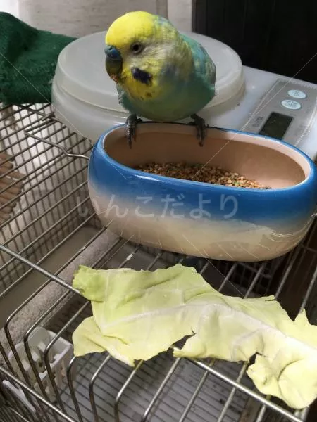 コメントの画像