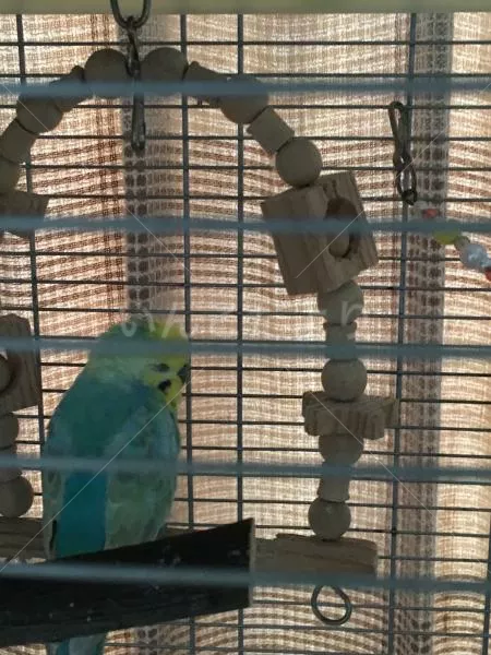 コメントの画像