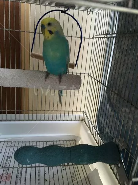 コメントの画像