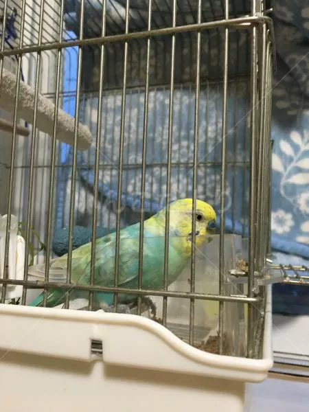 コメントの画像