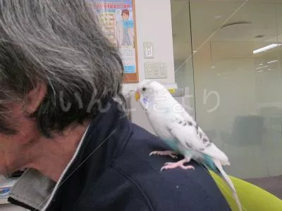 コメントの画像