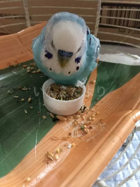 コメントの画像