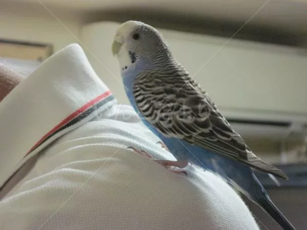 コメントの画像