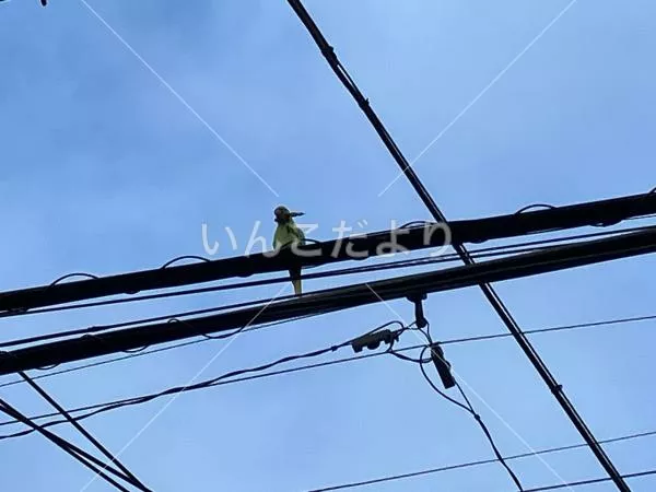 コメントの画像