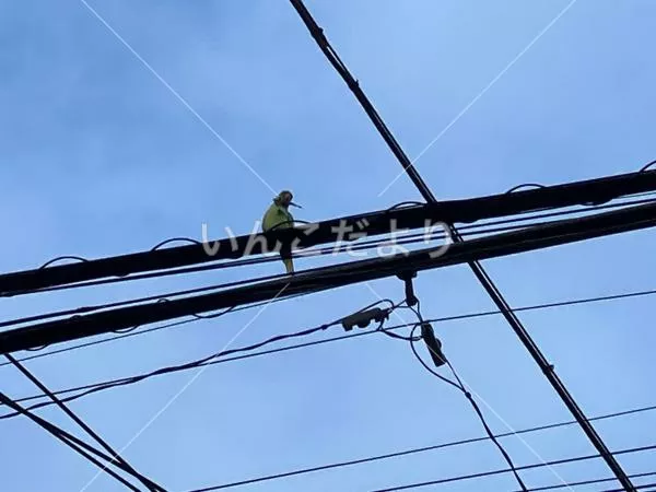 コメントの画像