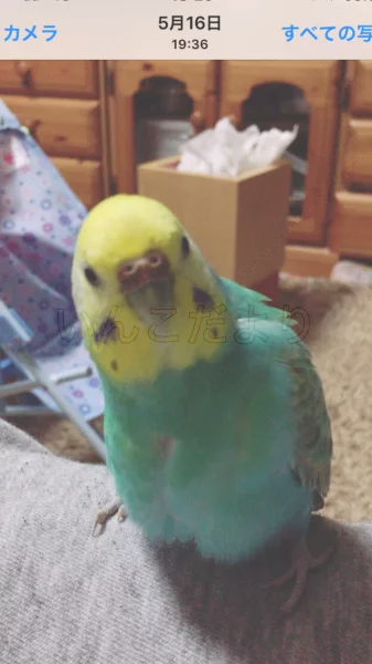 コメントの画像